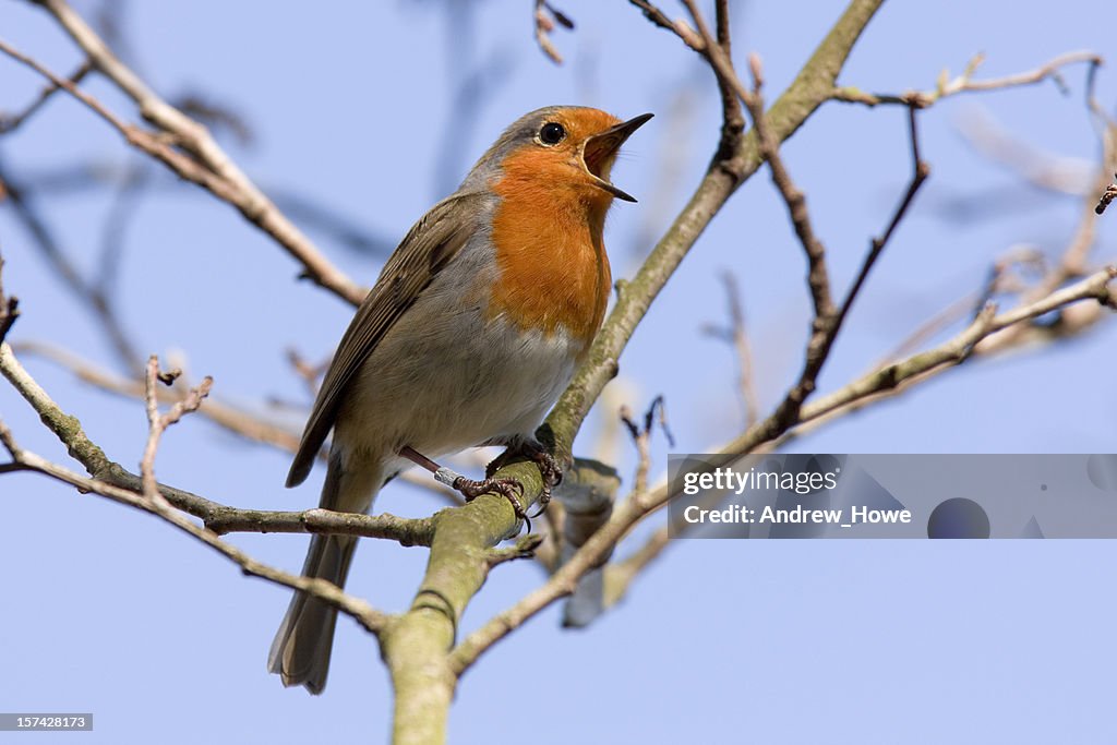 Robin (Erithacus rubecula)