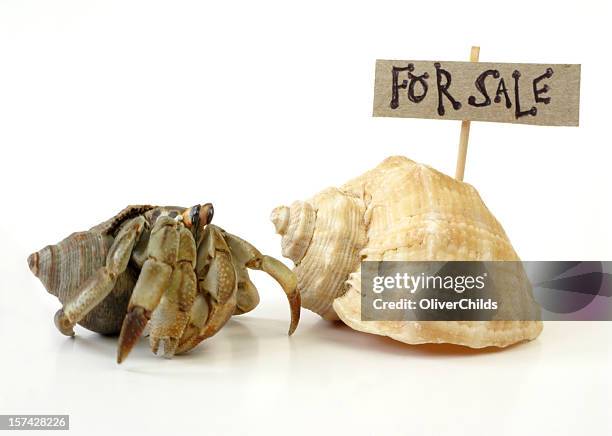 a hermit crab looking for a shell to live in - hermit crab stock pictures, royalty-free photos & images
