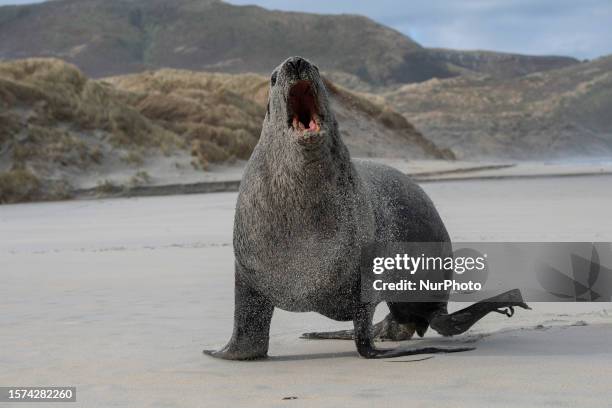 An aggressive sea lion is seen in Sandfly Bay near Dunedin, New Zealand, on August 03, 2023. Sandfly Bay is one of the most popular destinations in...