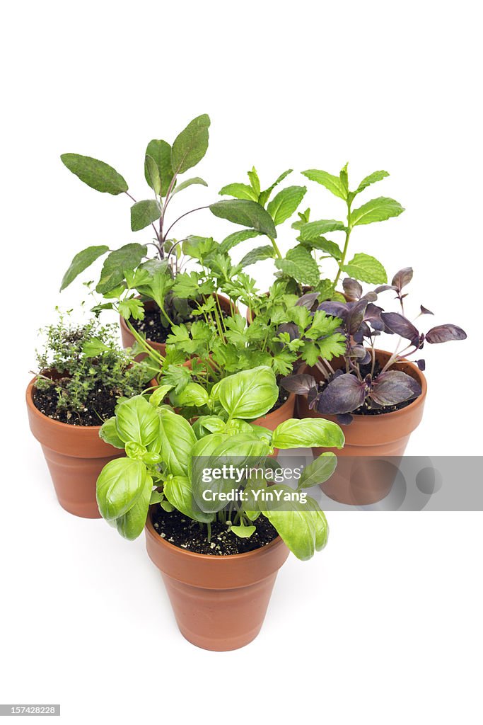 Herb Potted Plants Selection in Flower Pots, Seedlings on White