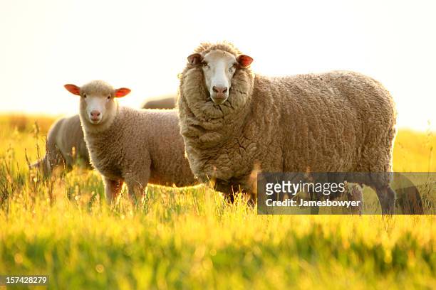 sheep - merino sheep stock pictures, royalty-free photos & images