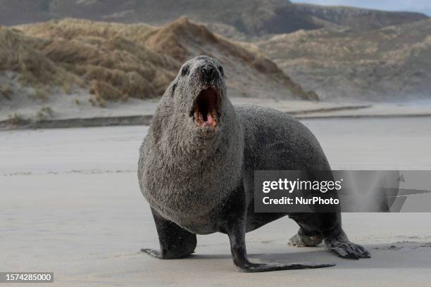 An aggressive sea lion is seen in Sandfly Bay near Dunedin, New Zealand, on August 03, 2023. Sandfly Bay is one of the most popular destinations in...