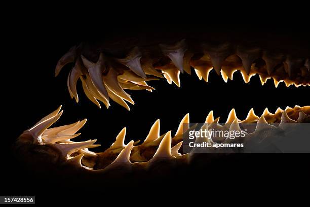mako shark jaws terrifying toothy silhouette - animal teeth stock pictures, royalty-free photos & images