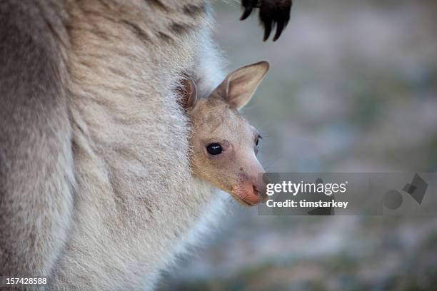 joey in pouch - animal pouch stockfoto's en -beelden