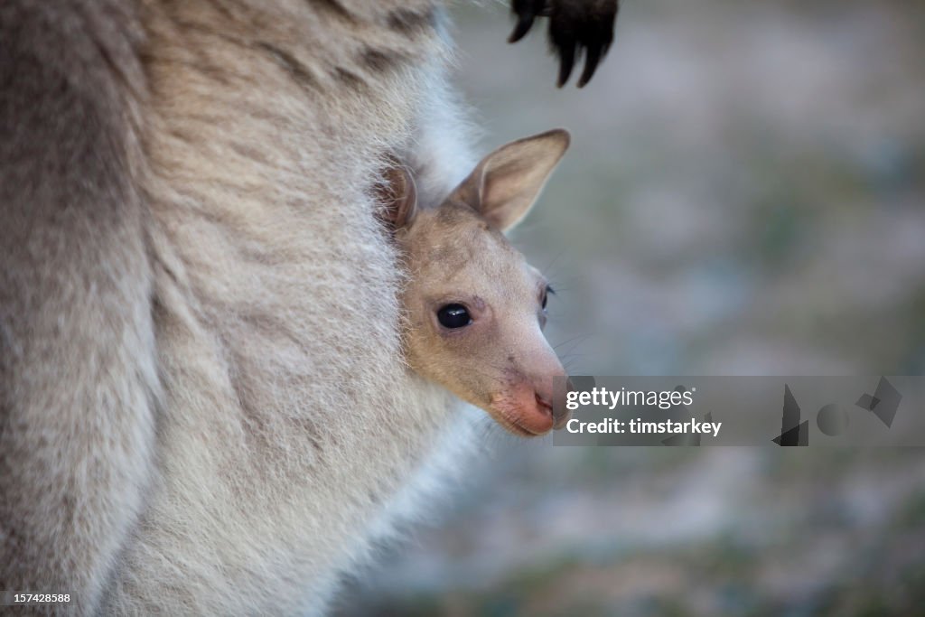 Joey in Pouch