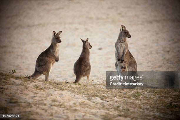 famiglia a canguro - kangaroo on beach foto e immagini stock