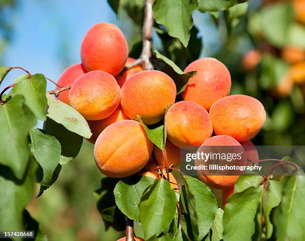 apricots on tree in provence - apricot tree stock pictures, royalty-free photos & images