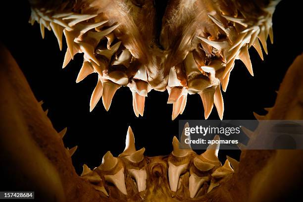 mako shark jaws terrifying toothy silhouette - mako stock pictures, royalty-free photos & images