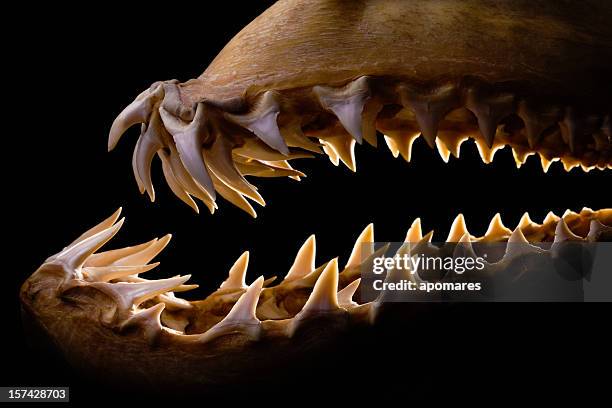 mako shark jaws terrifying toothy silhouette - mako stock pictures, royalty-free photos & images