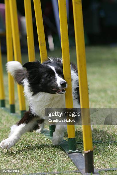 Agility In Action Canine Agility Photos and Premium High Res Pictures - Getty Images