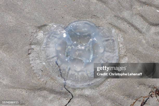 beached dead jellyfish in normandy, france - france beach stock pictures, royalty-free photos & images