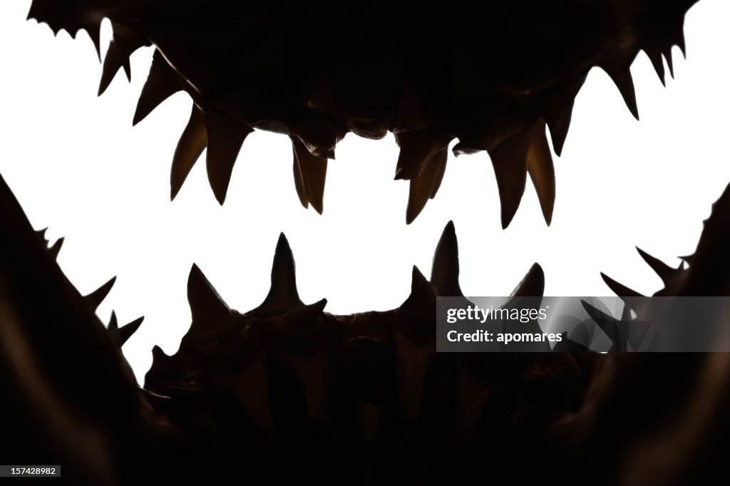 Mako shark jaws terrifying toothy silhouette