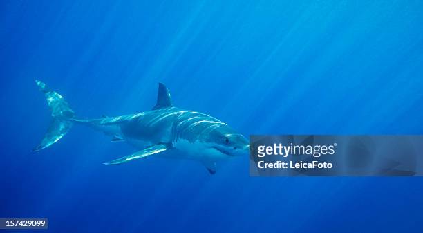 great white shark - great white shark stock-fotos und bilder