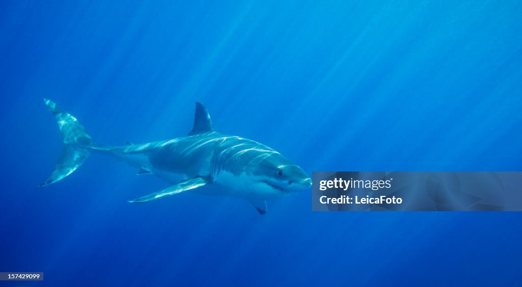 Great White Shark