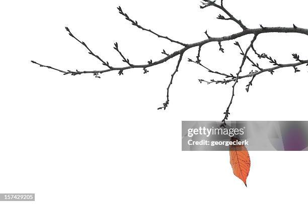 ende des letzten herbst-blatt auf einem ast - ast pflanzenbestandteil stock-fotos und bilder