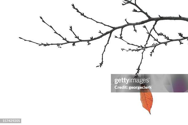 end of autumn - final leaf on a branch - bare tree branches stock pictures, royalty-free photos & images