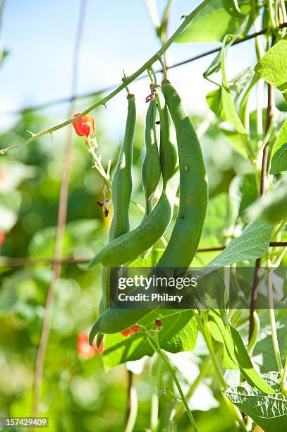 green beans - beanstalk stock pictures, royalty-free photos & images