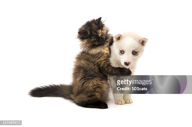 don' go please - cute puppies and kittens stock pictures, royalty-free photos & images