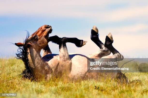 wild stallion rolling in the plains grassland - rolling stock pictures, royalty-free photos & images