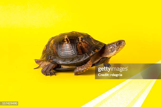 turtle crossing the finish line - 緩慢的 個照片及圖片檔