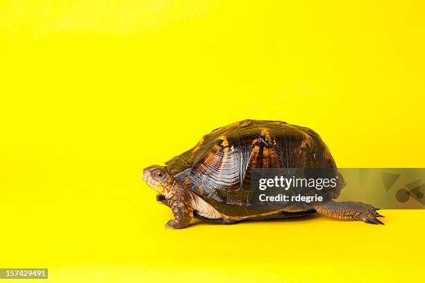 turtle starting a race - turtle race stock pictures, royalty-free photos & images