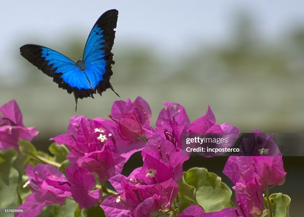 Papillon Ulysse & de bougainvilliers en fleur