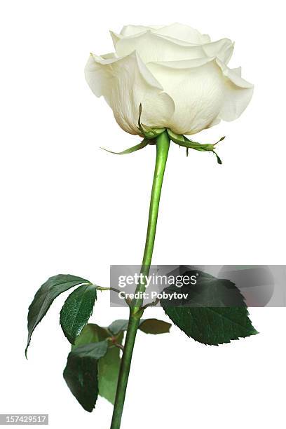 one white rose - rose isolated stock pictures, royalty-free photos & images