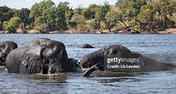 african elephants in chobe river. botswana - chobe national park stock pictures, royalty-free photos & images