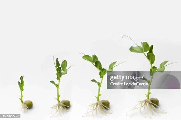 de croissance - plants white background photos et images de collection