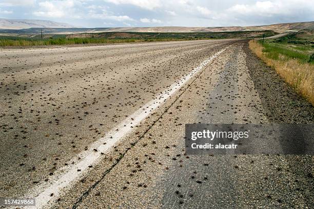 enxame de mórmon crickets, oregon - gafanhoto imagens e fotografias de stock