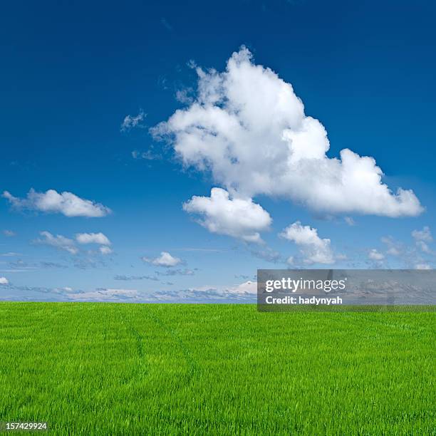 square frühling landschaft 40mpix xxxxl größe-wiese, blauer himmel, - anbau von rasen stock-fotos und bilder