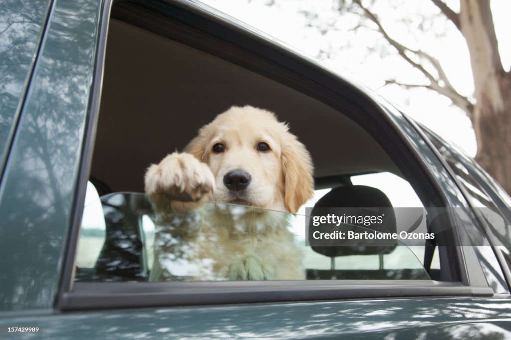Golden Retriever dog inside a car looking outside the window