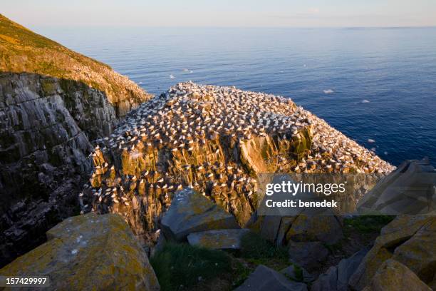 newfoundland and labrador, canada - labrador nature reserve stock pictures, royalty-free photos & images