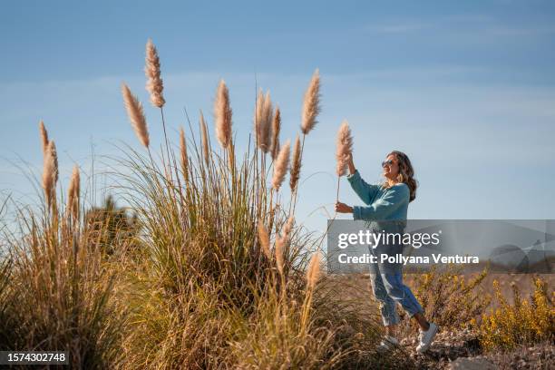 frau, die trockene pflanzen pflückt - pampa stock-fotos und bilder