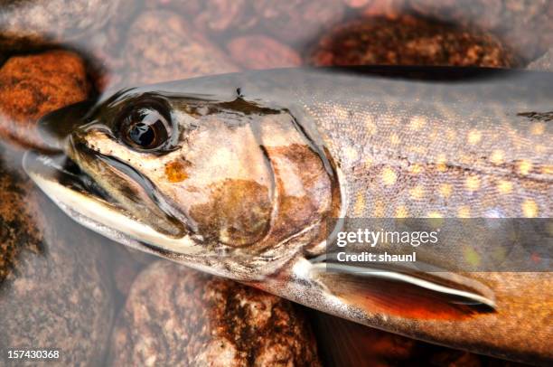 speckled trout - brook trout stock pictures, royalty-free photos & images