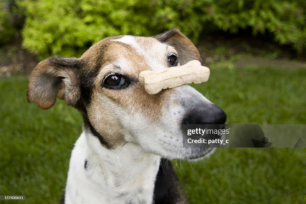 A patient dog with a dog treat balancing on his nose
