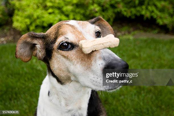 a patient dog with a dog treat balancing on his nose - animal tricks stock pictures, royalty-free photos & images