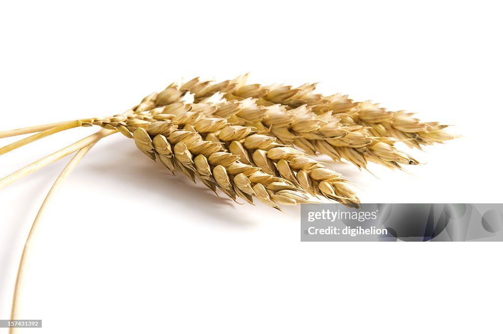 Wheat on white background - close-up