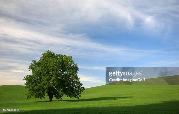 lone tree in a rolling green field - alm bildbanksfoton och bilder