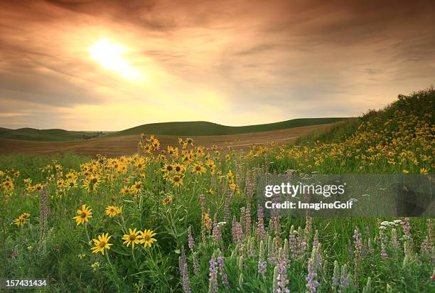 fleurs sauvages sur prairie the great plains - plaine photos et images de collection