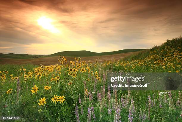 prairie fiori selvatici sulla great plains - prateria zona erbosa foto e immagini stock
