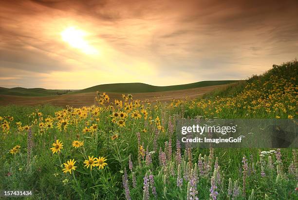 prairie wildflowers on the great plains - black eyed susan stockfoto's en -beelden