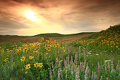 Prairie Wildflowers on the Great Plains
