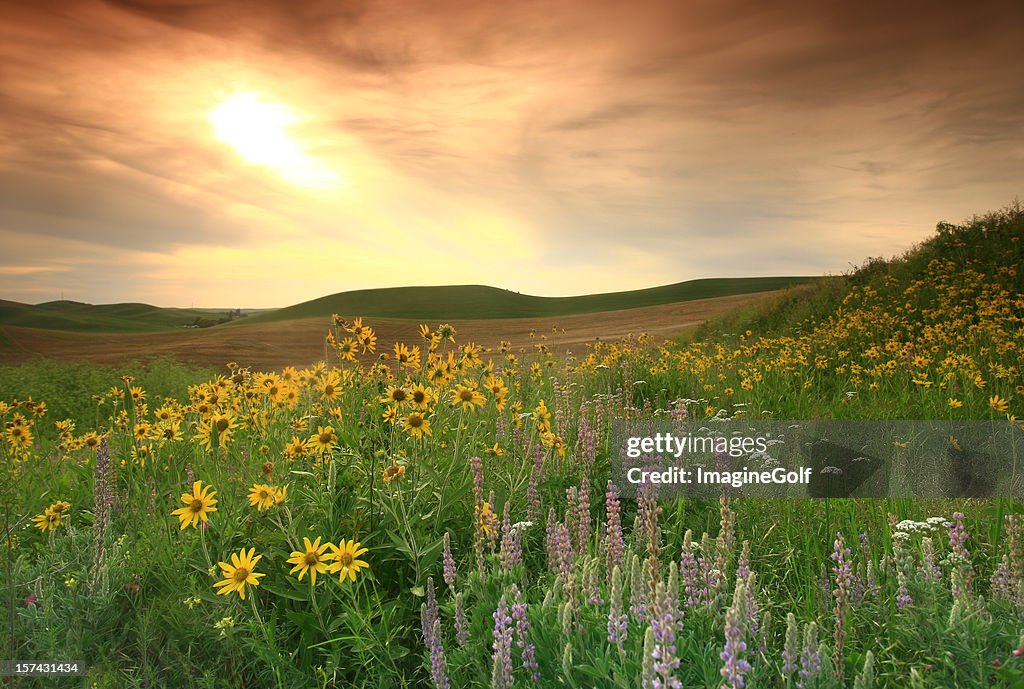 Prairie Wildflowers on the Great Plains