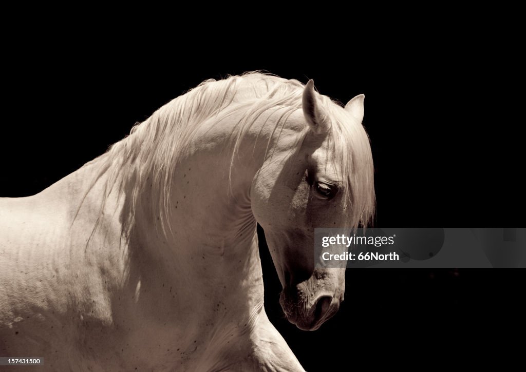 White Stallion Horse Andalusian