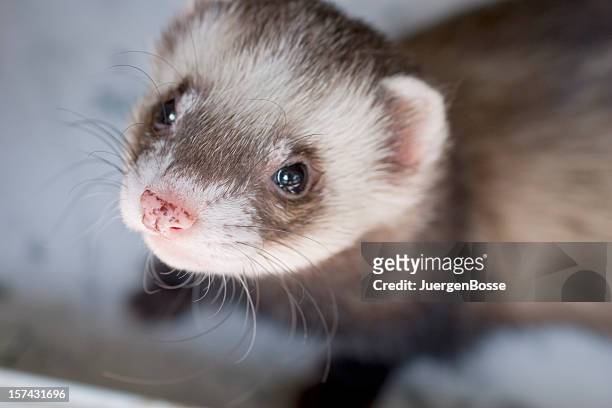 tame ferret - mustela putorius furo stock pictures, royalty-free photos & images