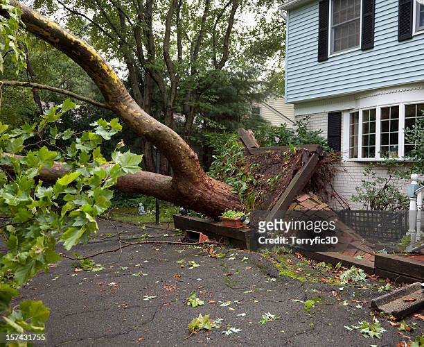 dañado la acera del árbol caído desarraigadas por tornado - desarraigado fotografías e imágenes de stock