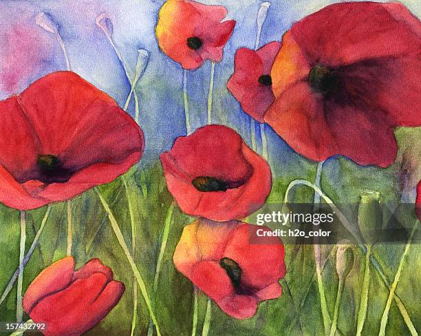 bildbanksillustrationer, clip art samt tecknat material och ikoner med red poppies - poppy plant