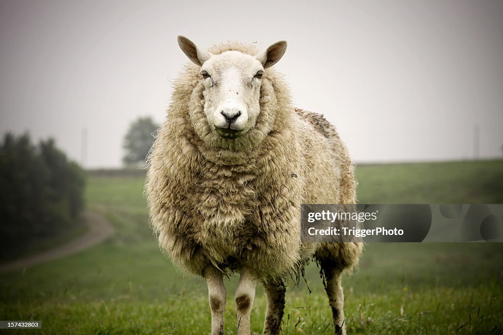 Large Rear Sheep Big Sheep High-Res Stock Photo - Getty Images