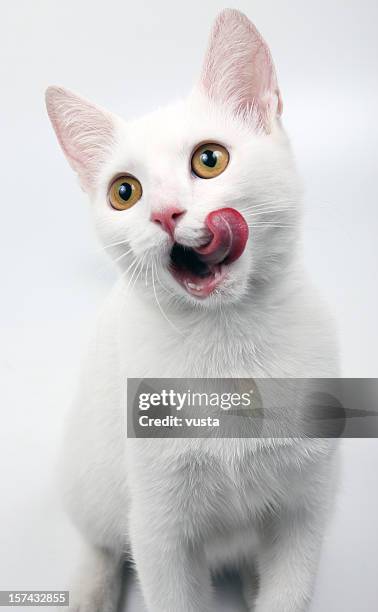 white cat - animal tongue stock pictures, royalty-free photos & images